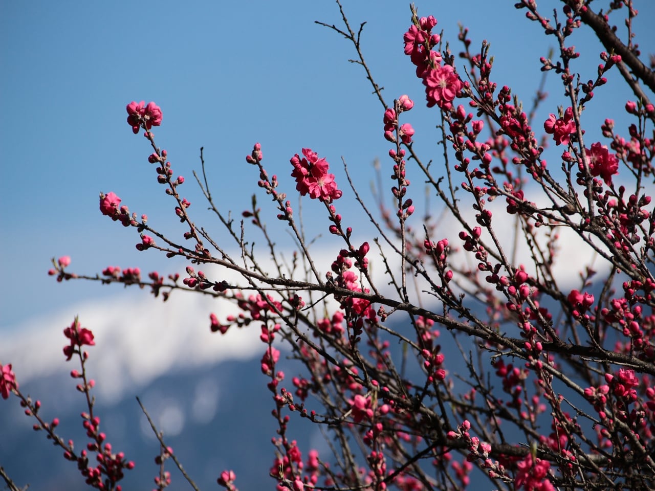 Spring landscape