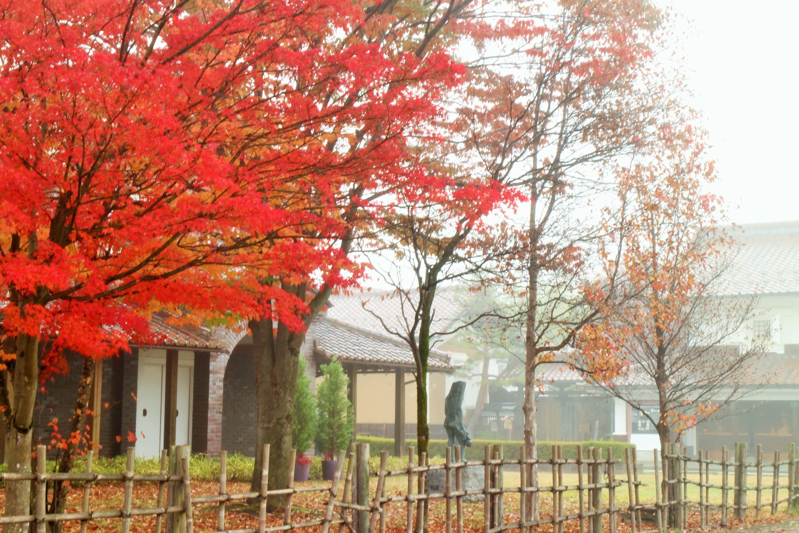 autumn leaves