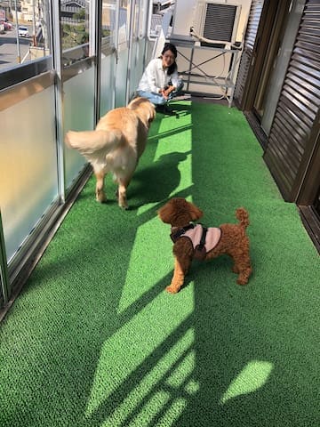 Terrace (with dog)