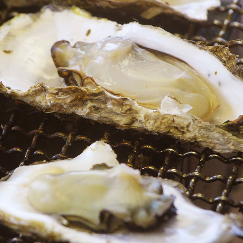 Grilled oysters at an oyster shack