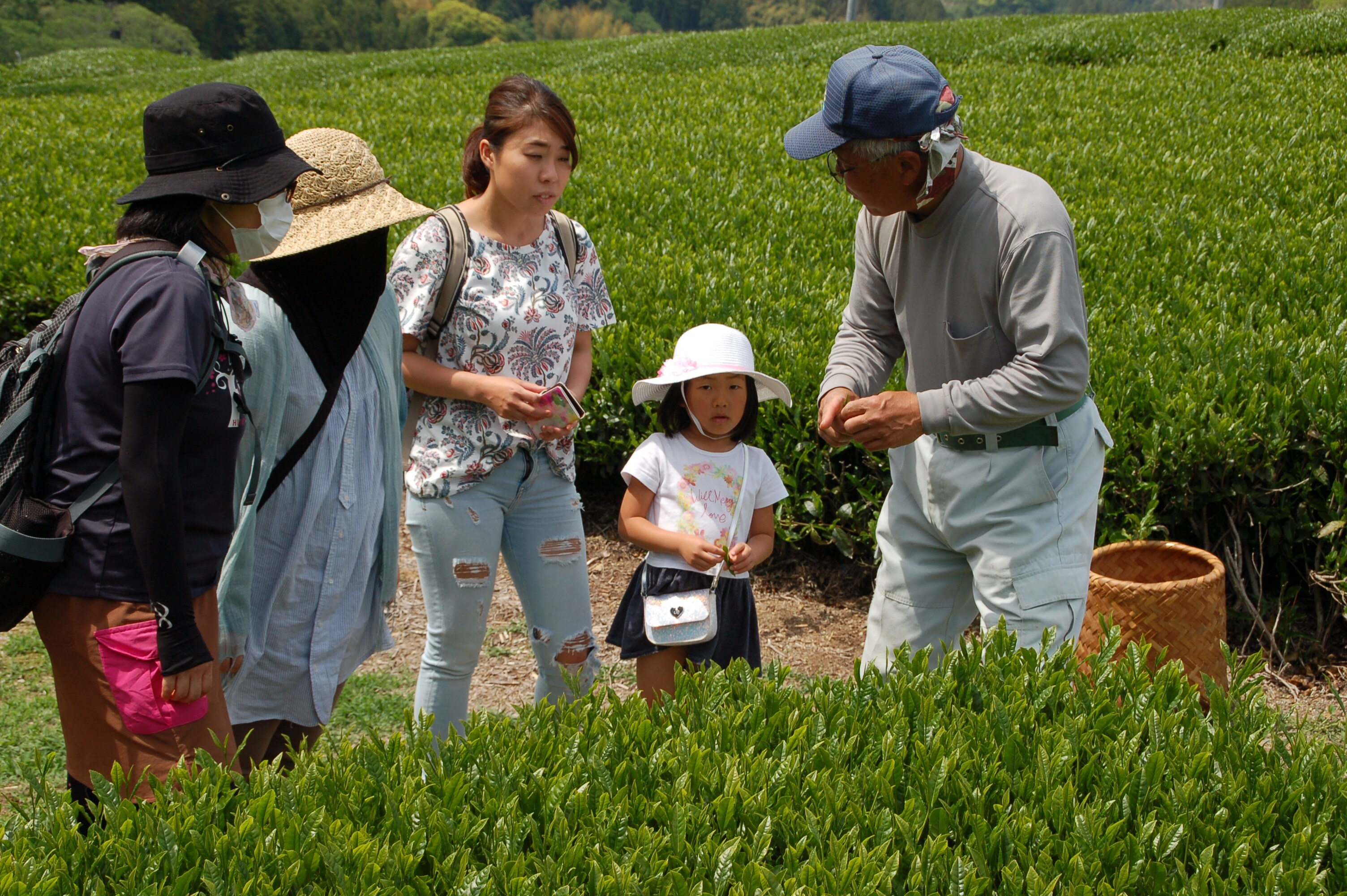 Even small children can enjoy the tea picking experience.
