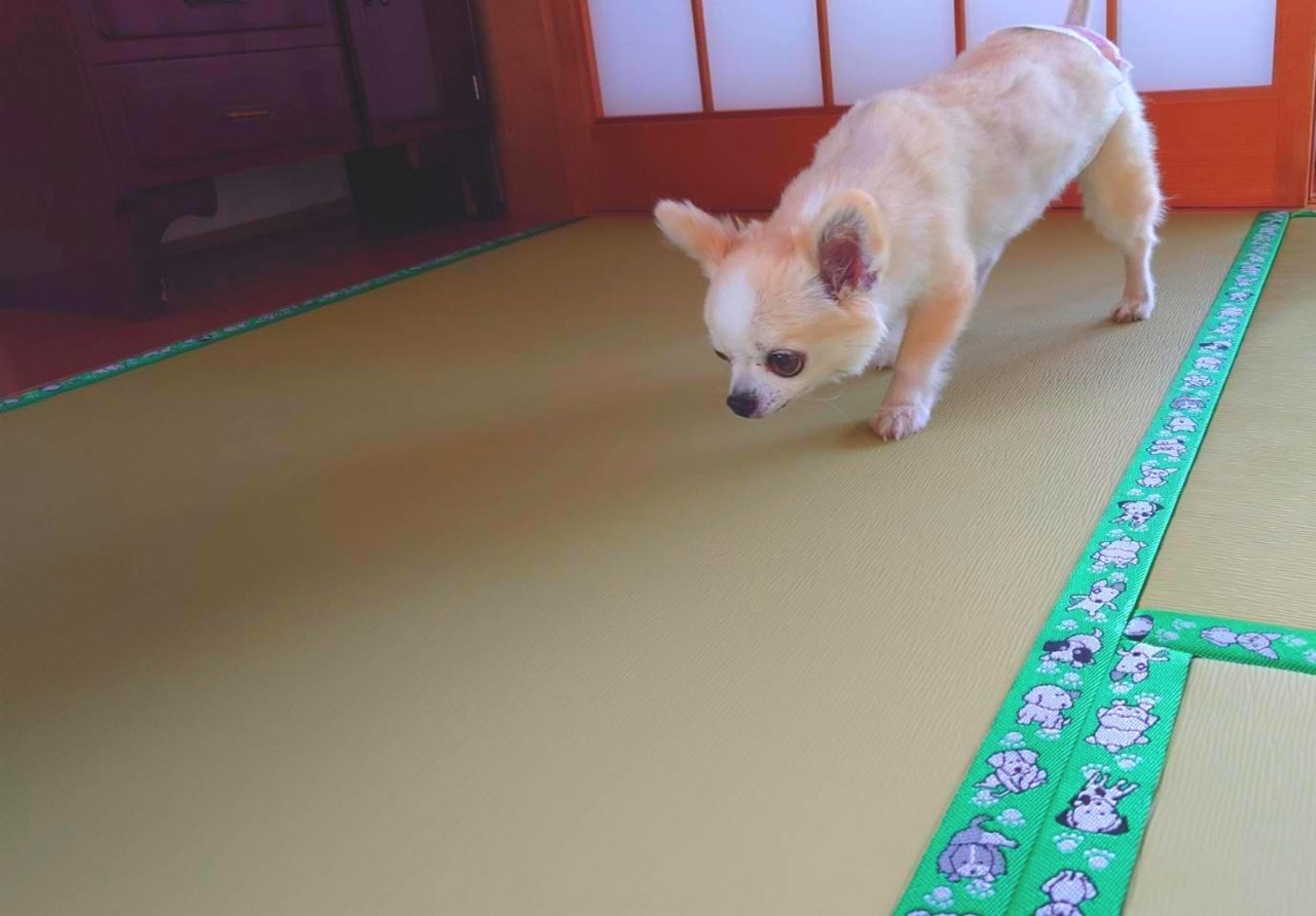 With Pet Room