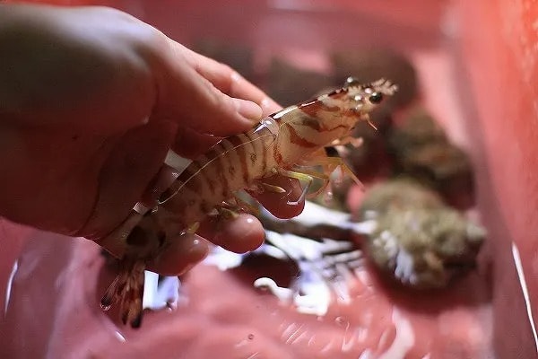 活虎蝦和海螺殼