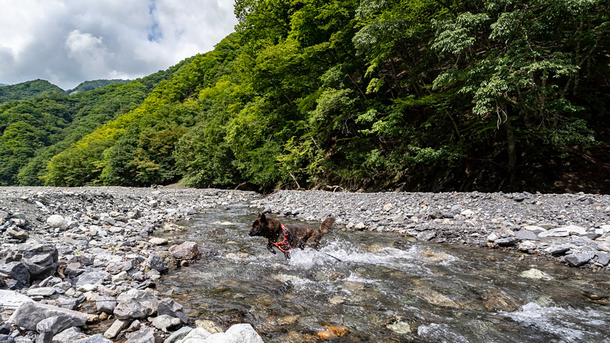 Take a walk with your dog♪