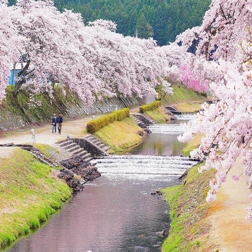 "Senbonzakura in Uguigawa" is a famous place for cherry blossoms, which is a 5-minute drive from Kamoshikaso.