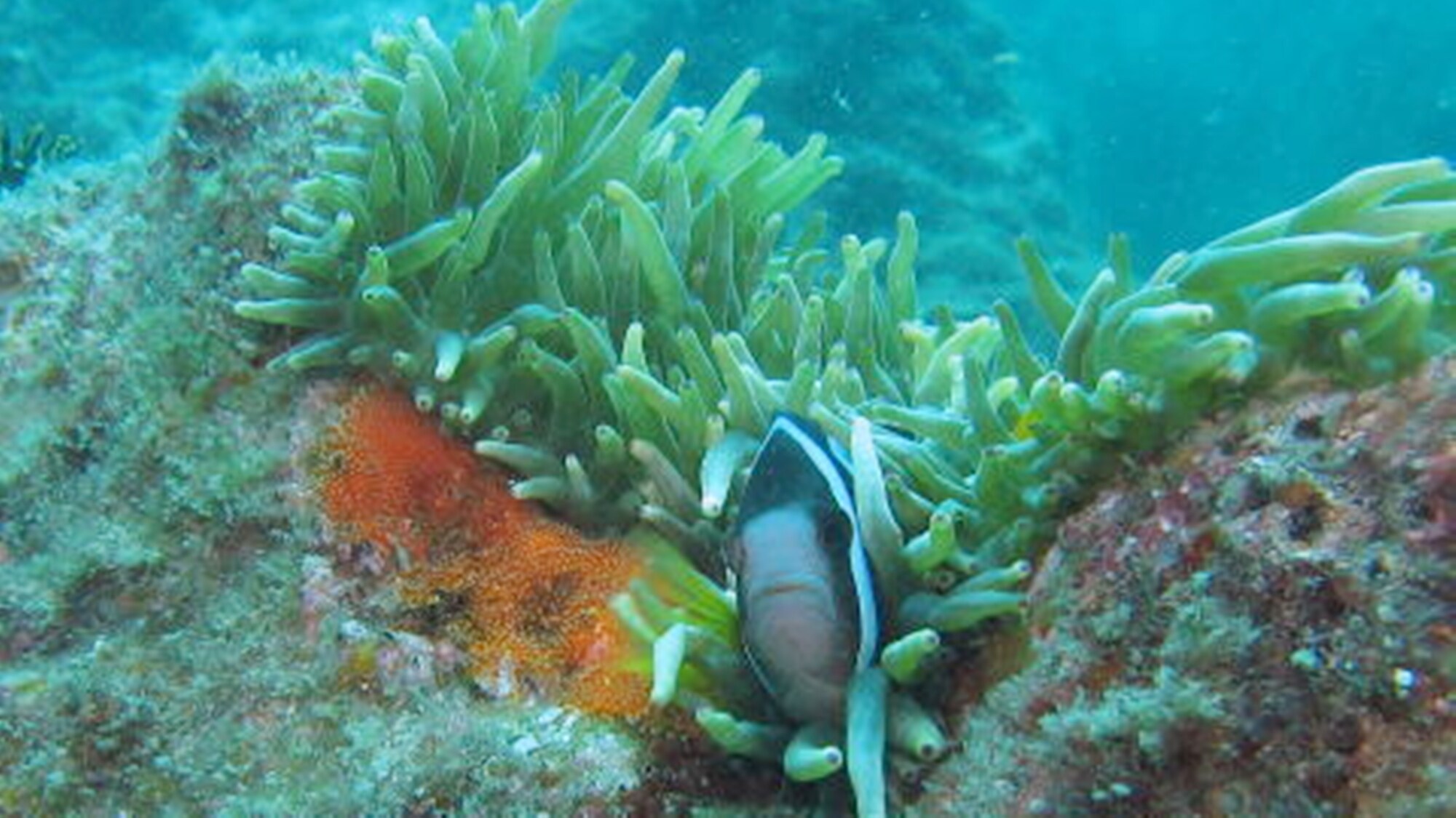 * Temukan anemon anemon Mengapa Anda tidak mengamati ikan tropis yang indah dari dekat dengan menyelam ^^?