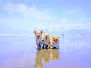 Một kỳ nghỉ tuyệt vời tại Khách sạn Izu Kogen cùng chú chó của bạn trong làn gió biển thơm ngát của mùa hè