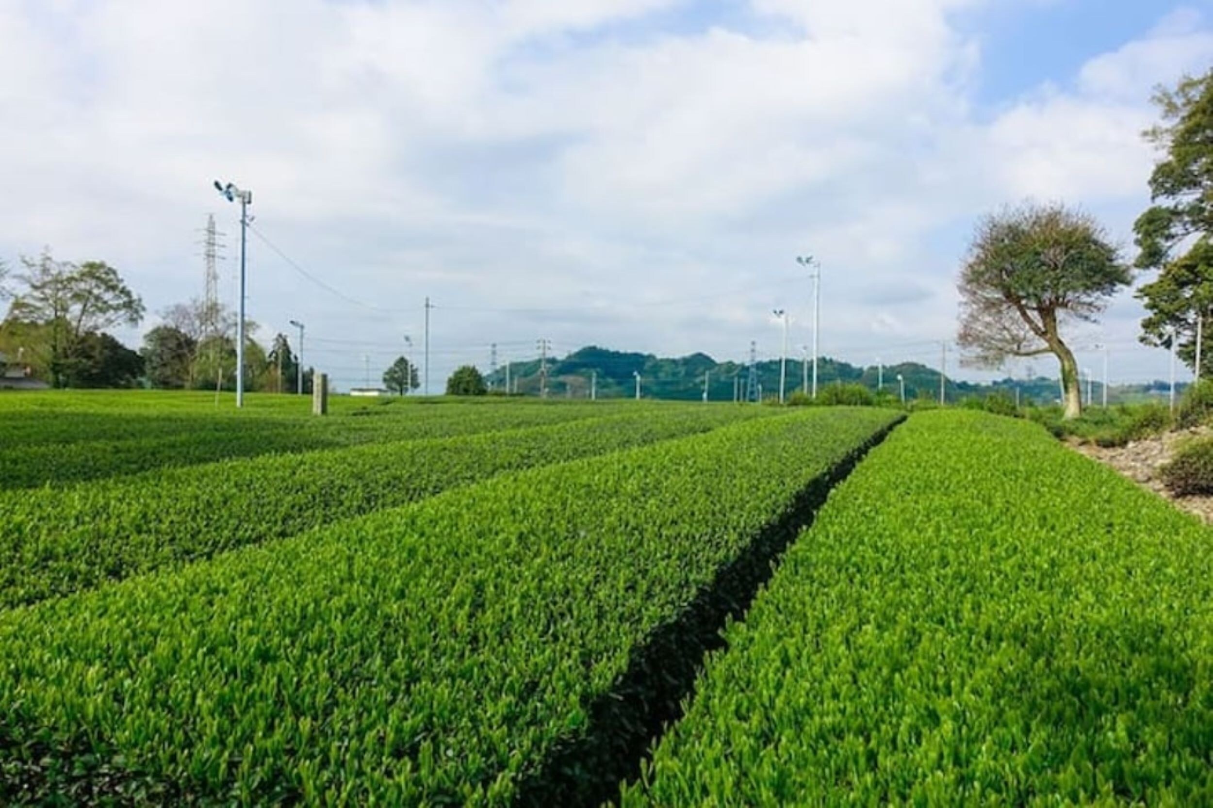 Surrounding scenery