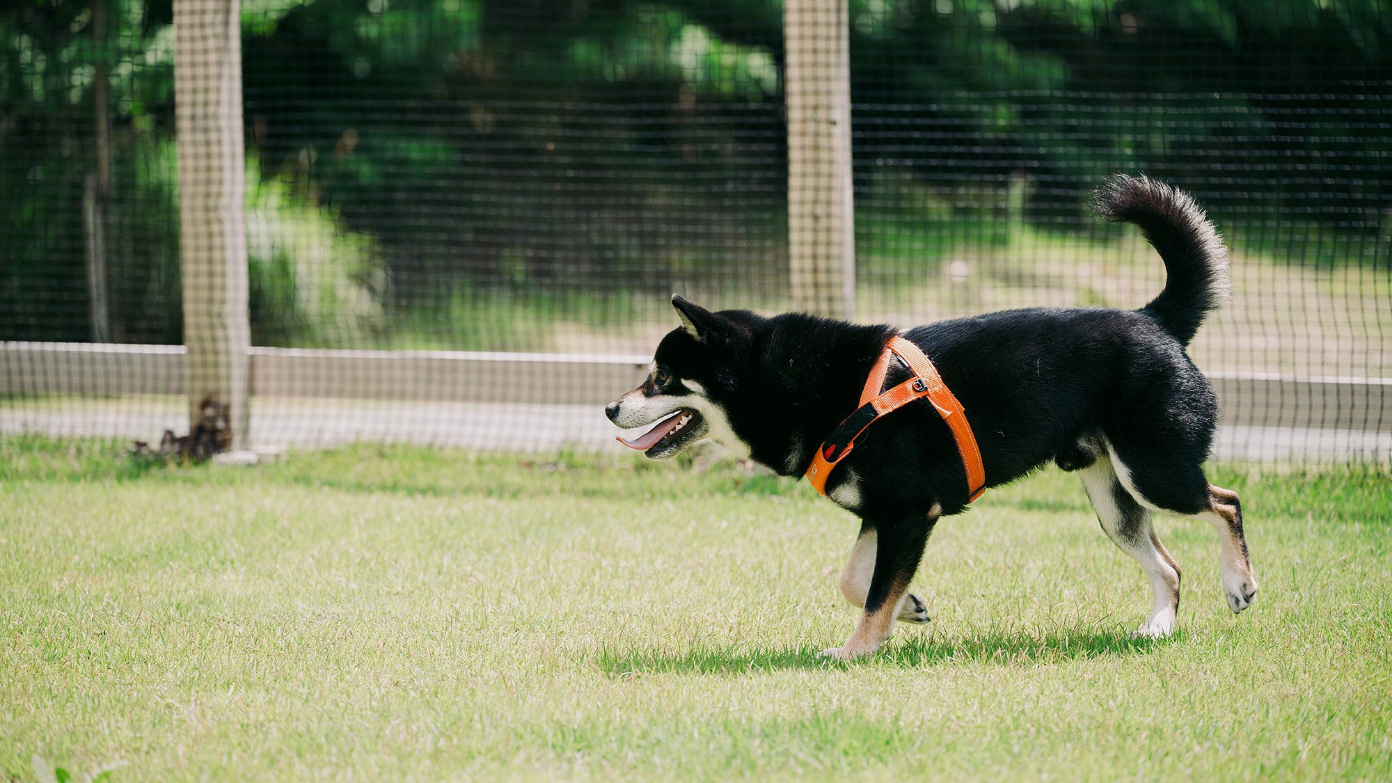 [Spending time with my dog]
