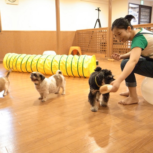 * Indoor dog run that can be enjoyed even on rainy days