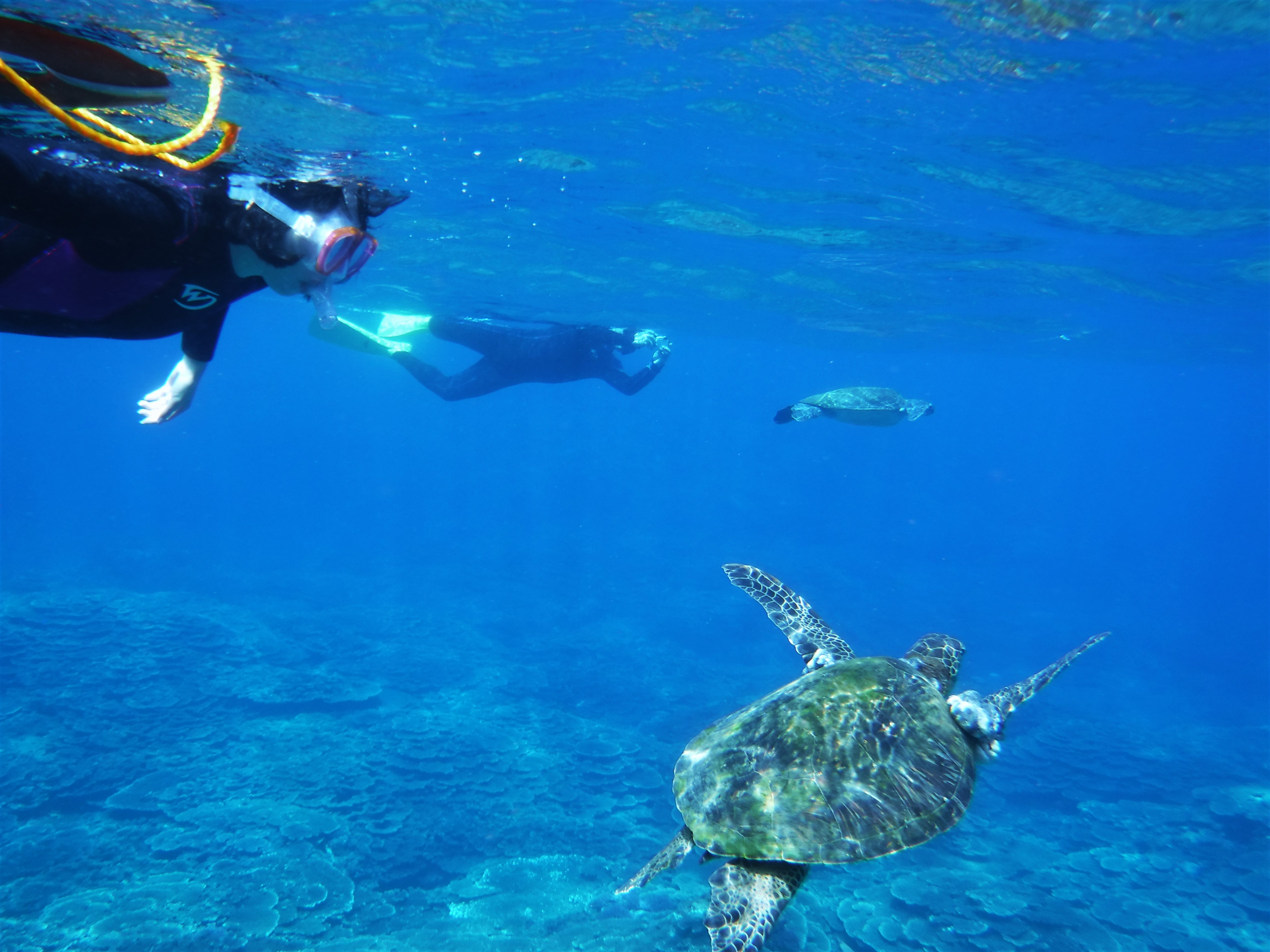 Encounter with sea turtles