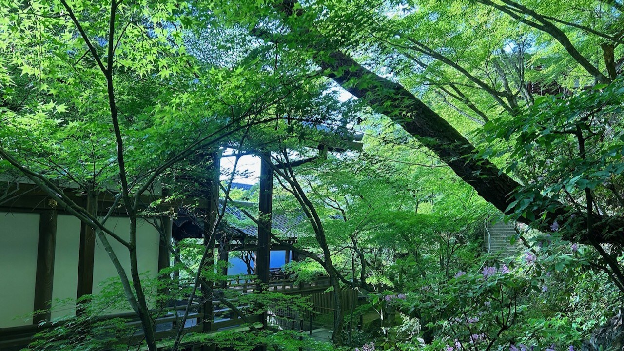 永觀堂（禪林寺）初夏時節美麗的“綠色楓葉”
