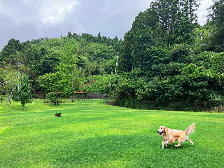 ร้าน Dog Run สุนัขขนาดใหญ่และขนาดกลาง