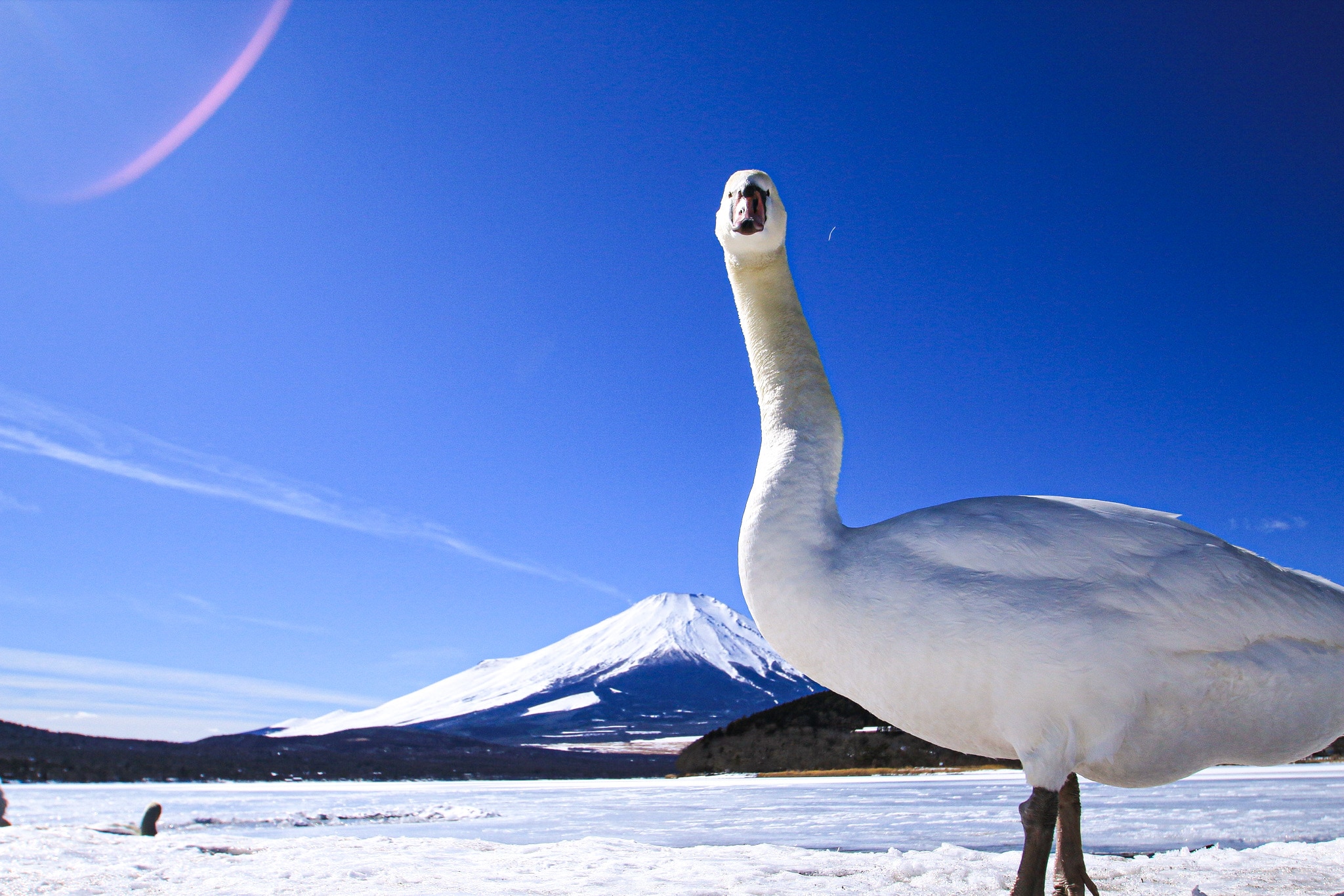 mt fuji swan winter