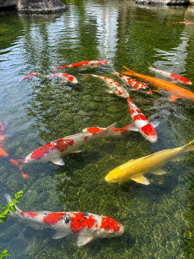 S__86040582.jpg