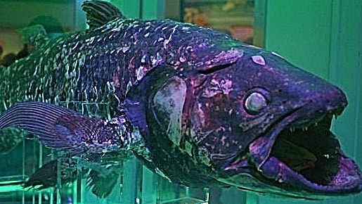 深海水族館