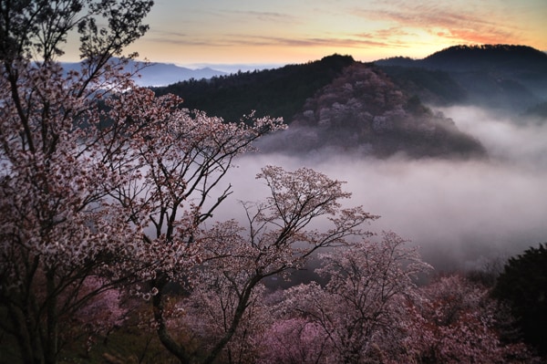 賞櫻時節：吉野山