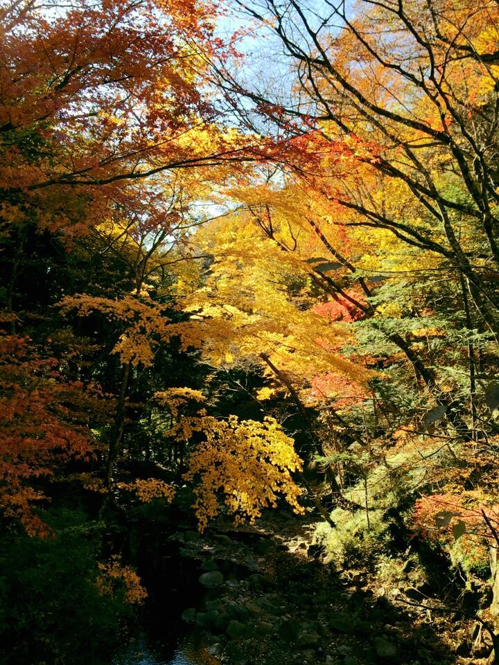 November 14, 2016 Autumn leaves