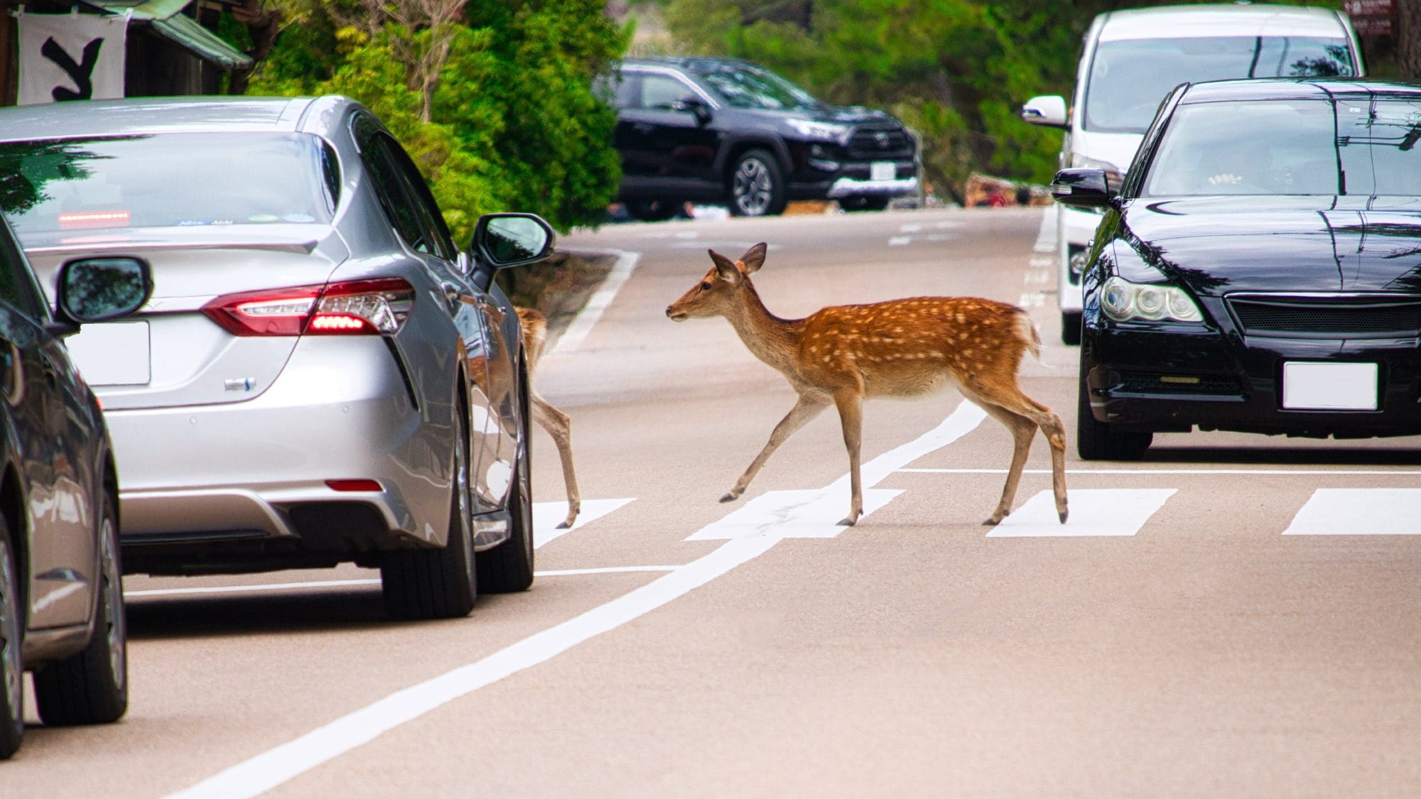 Deer crossing the pedestrian crossing