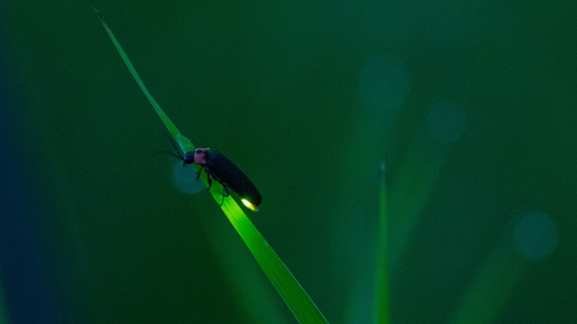 Summer tradition explained by the manager! Firefly observation party