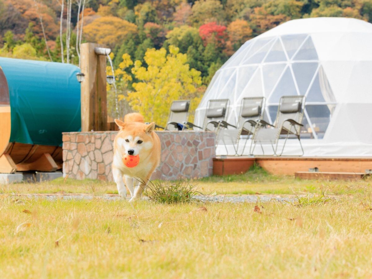 Sirius Dog ⑤