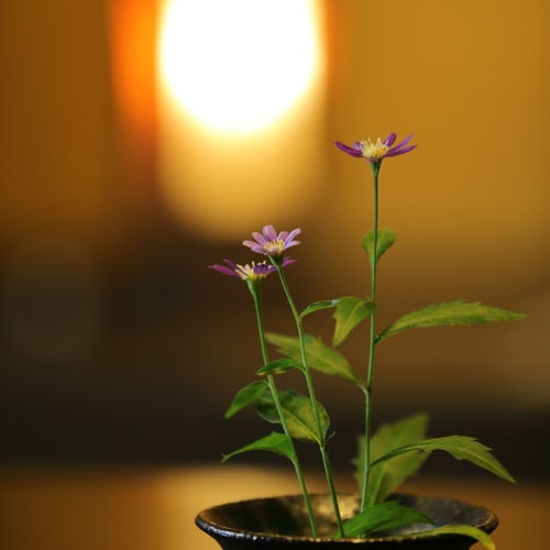 Hall_flower