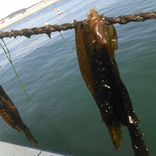 *You can experience picking seaweed that is this big!