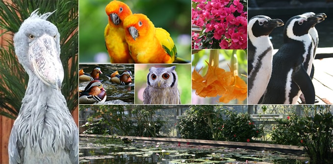 Flower and Bird Garden