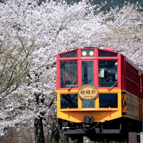 [Kereta troli musim semi] Melewati terowongan bunga sakura yang indah di musim semi (gambar penghargaan kereta troli Kameoka, h2512)