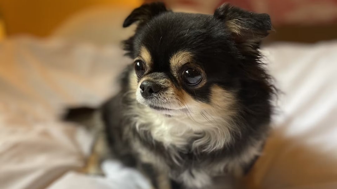 You can stay with your dog