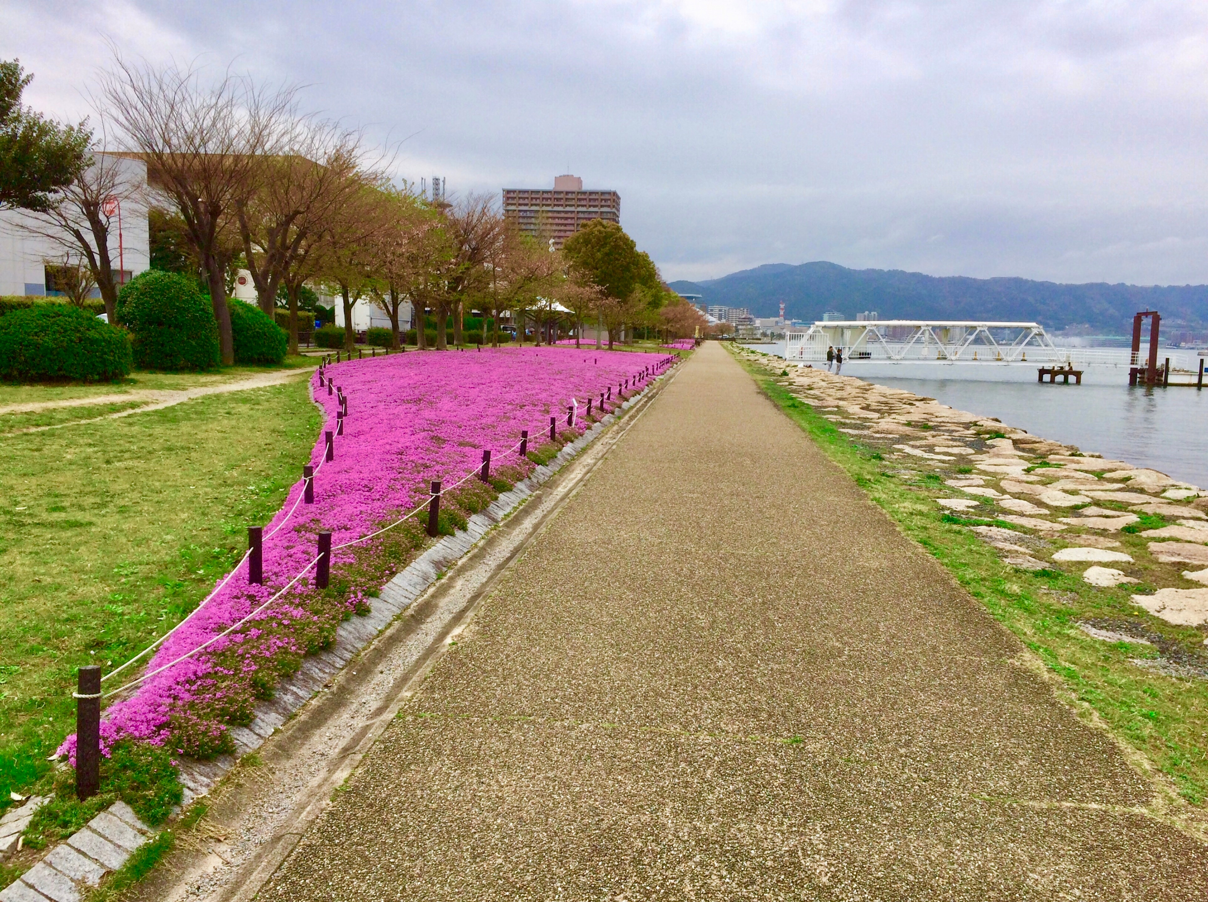 Otsu Lakeside Nagisa Park Yumihama Promenade (Moss Phlox)