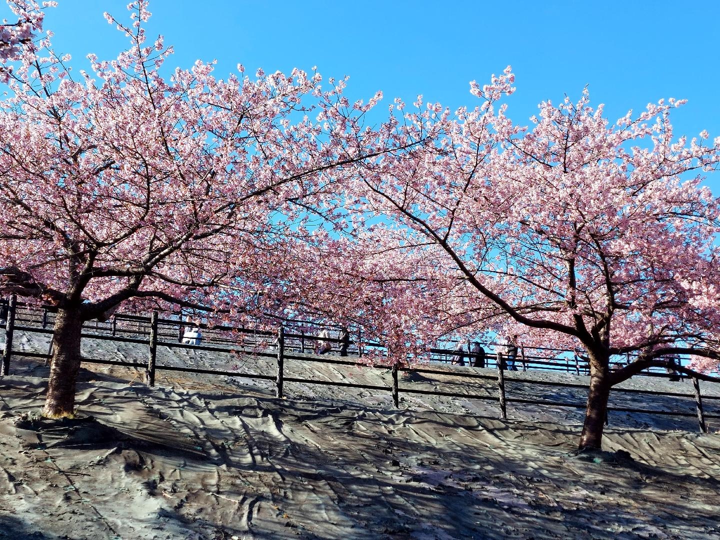 20260308_151203　21世紀の森公園の河津桜.jpg