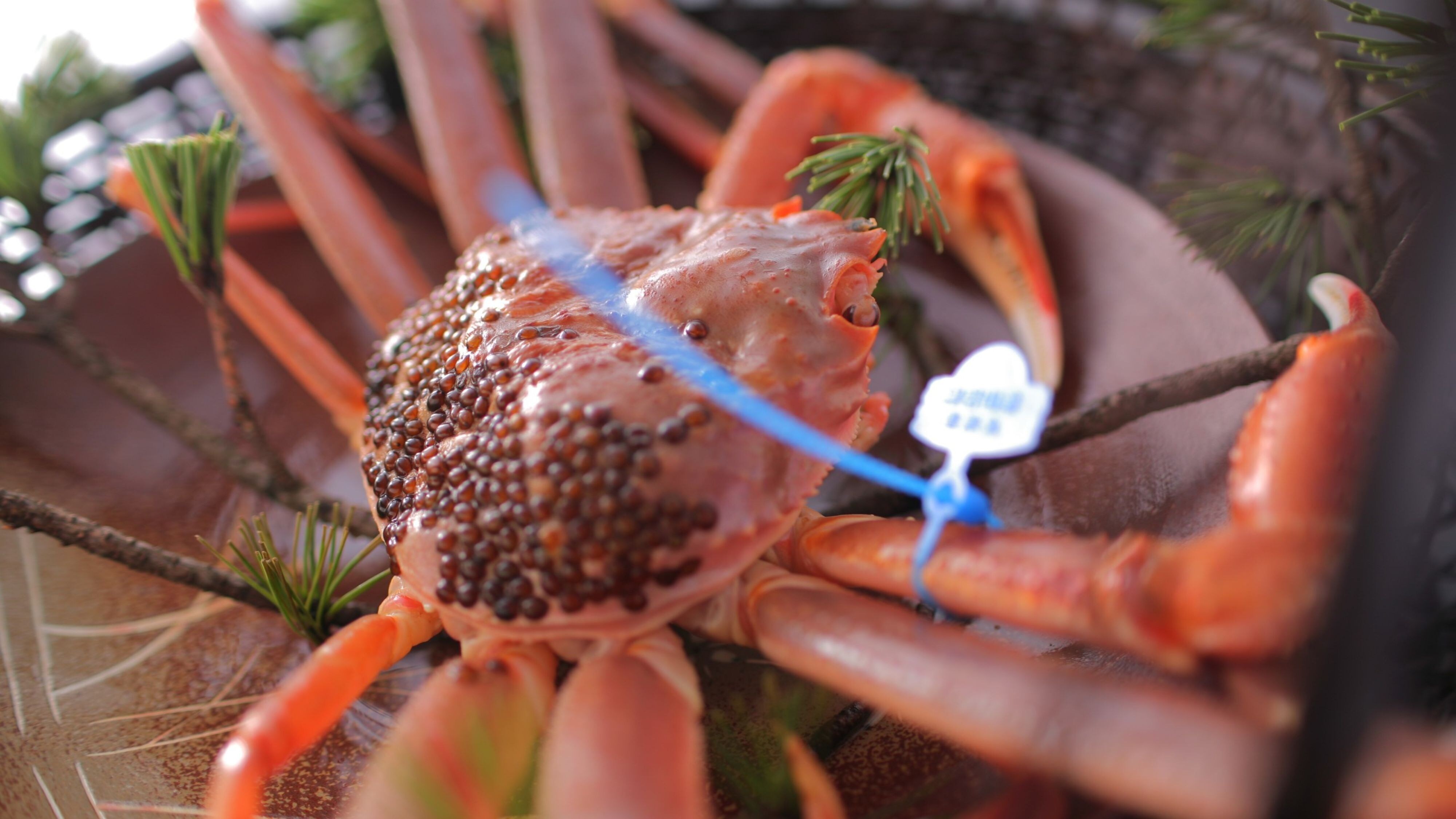 [晚餐/冬季] 標籤的松葉蟹 [範例]