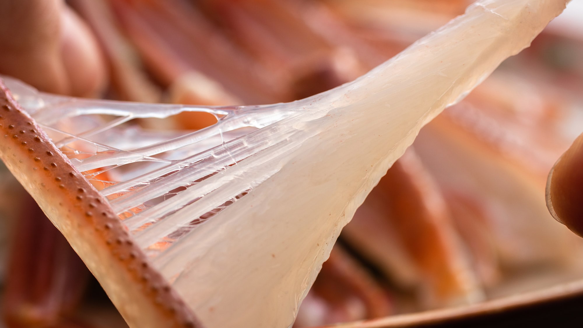 Winter Matsuba Crab Sashimi