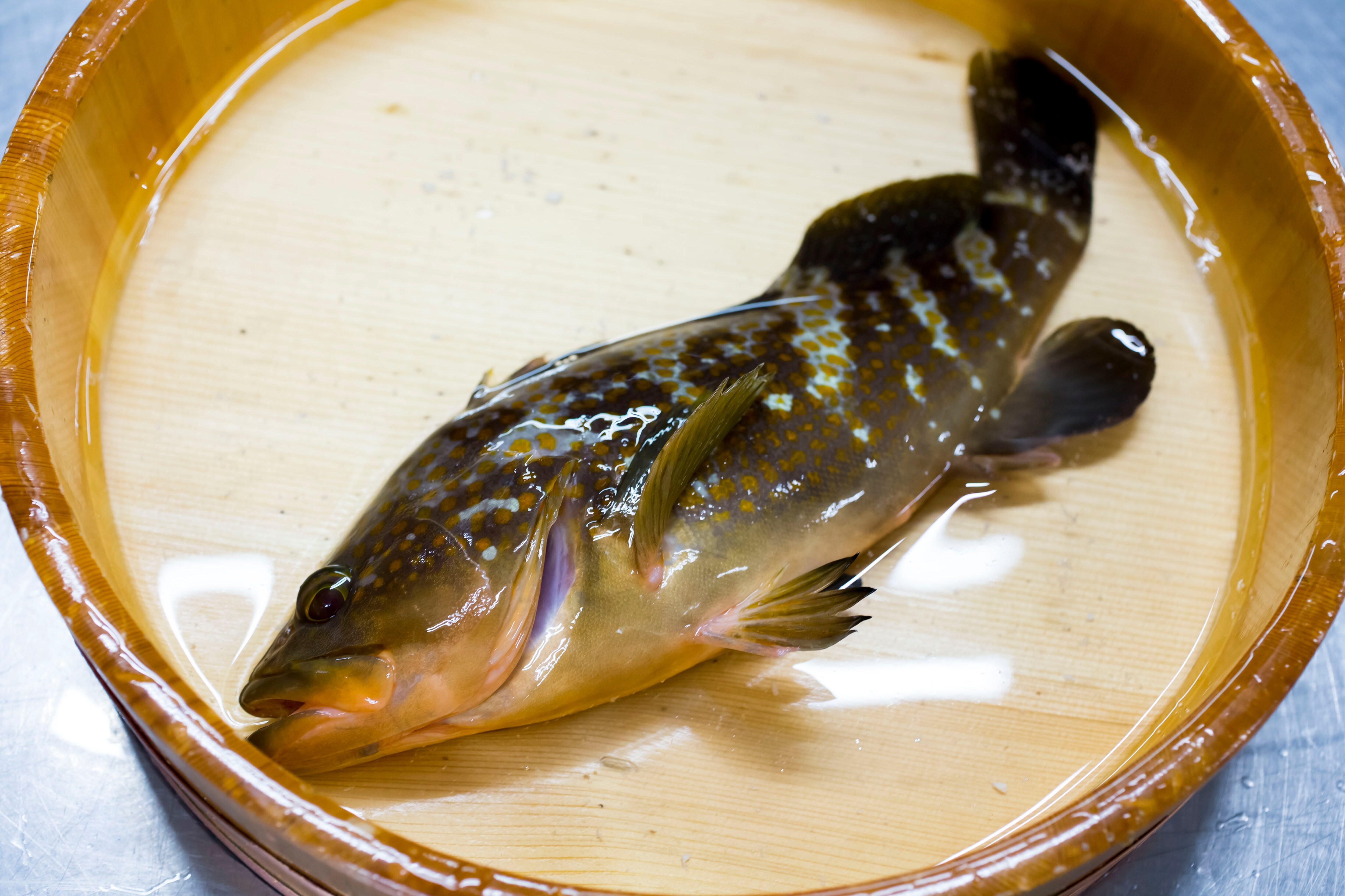 The mythical fish Ako