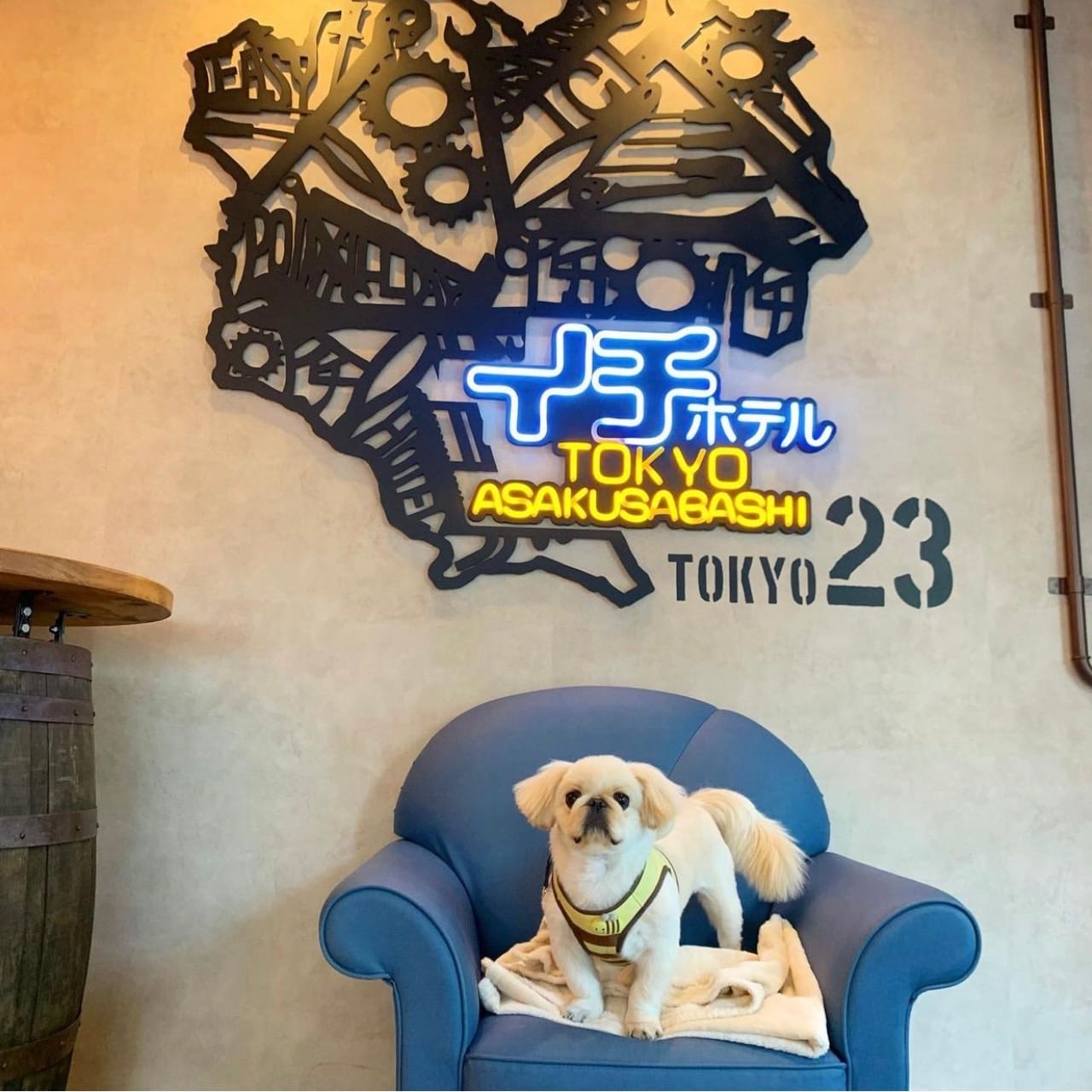Chú chó đặc trưng của tháng 11 #4