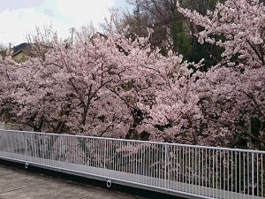Sakura in full bloom in our parking lot