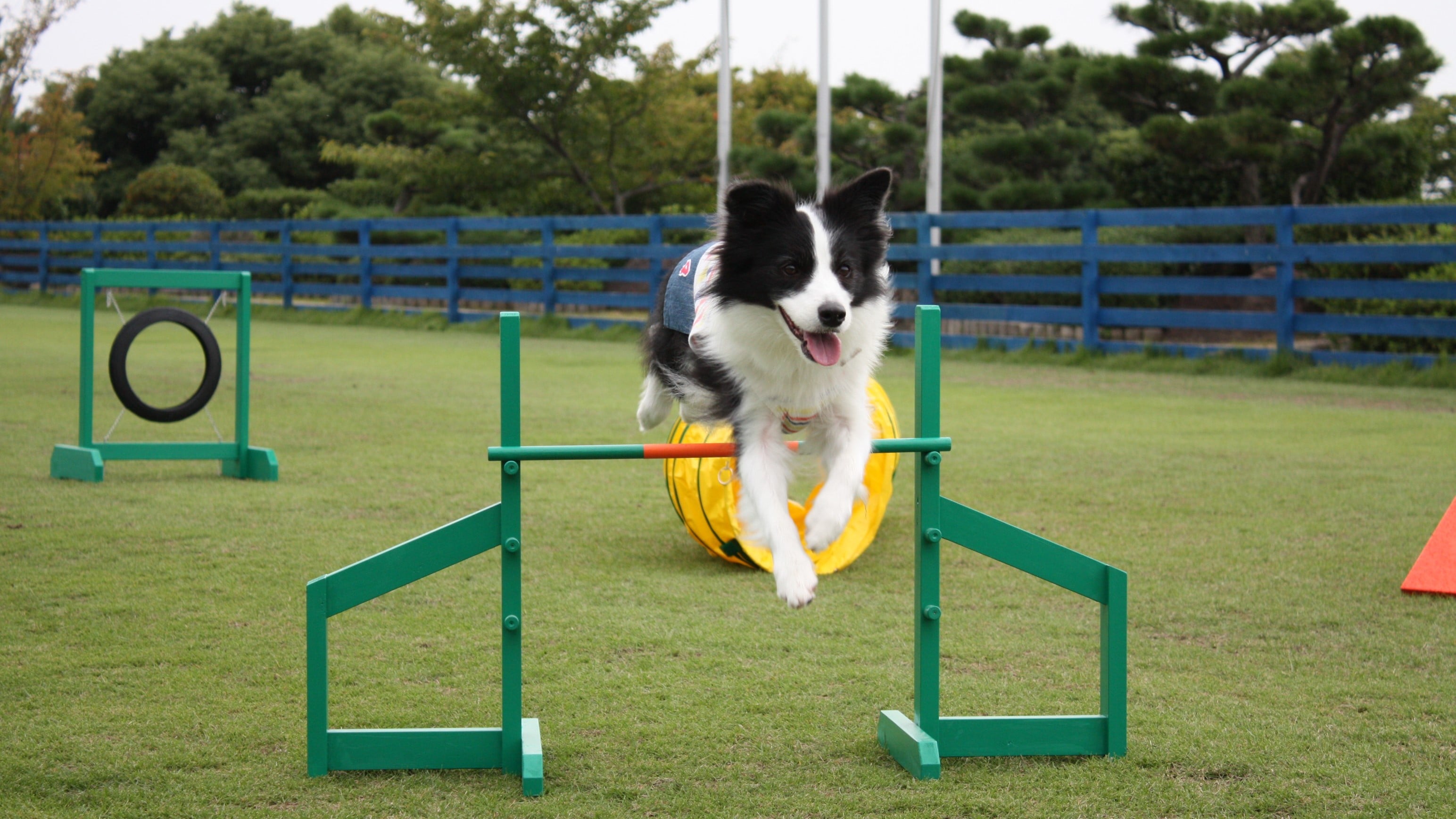 dog run