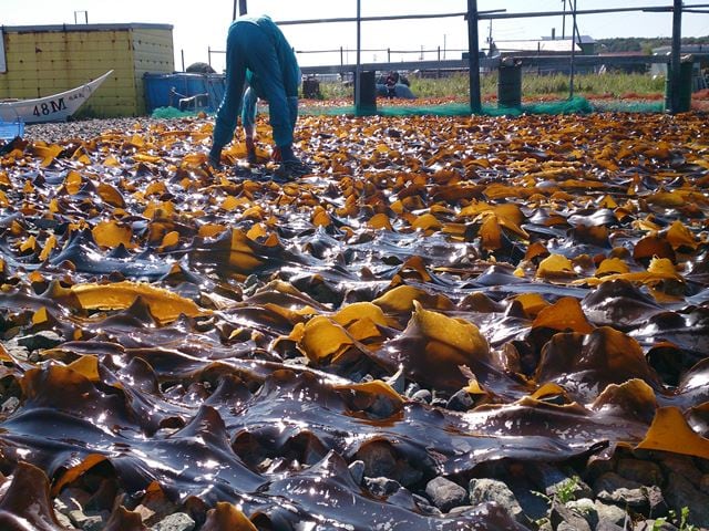 Kelp fishing