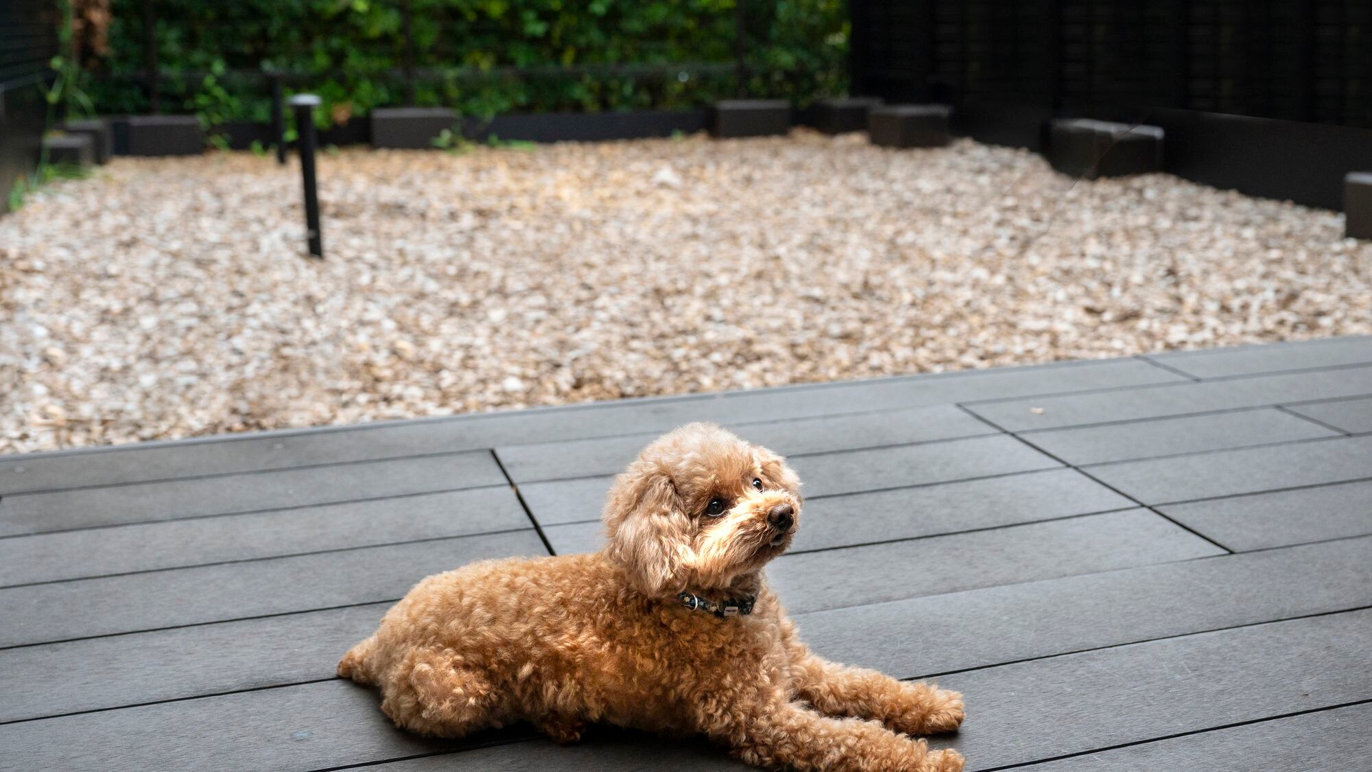 Dog-friendly room (twin room with open-air bath)