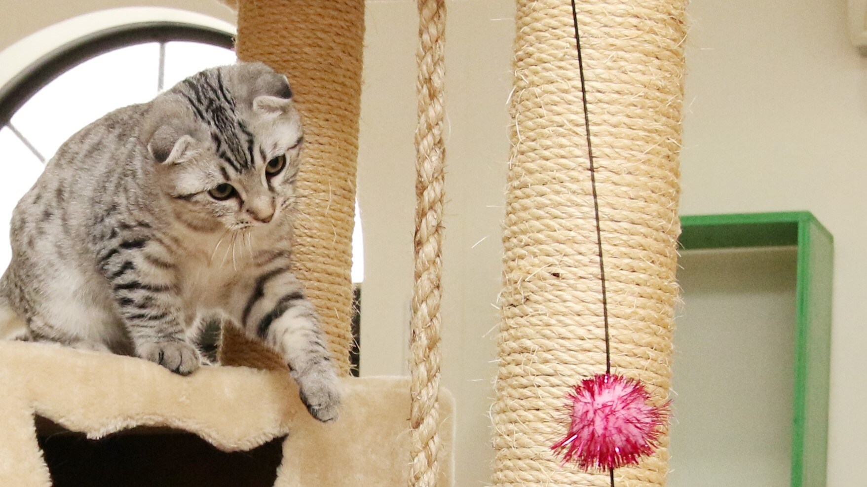 Cat Room