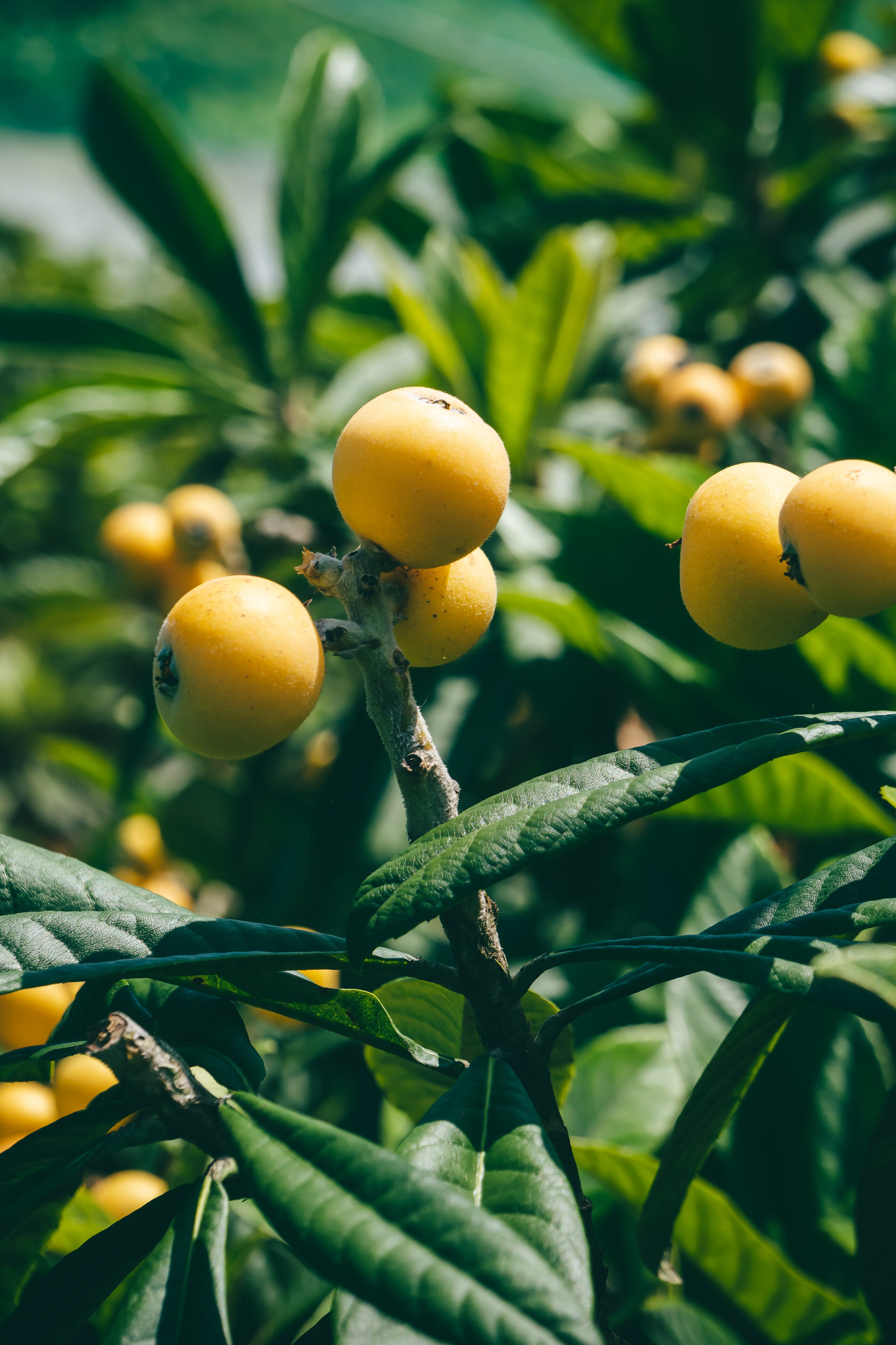 White loquat
