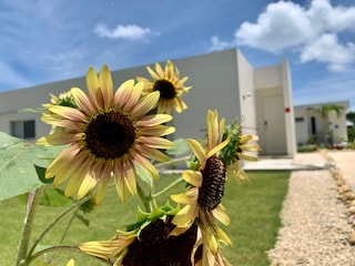 Sunflower 3