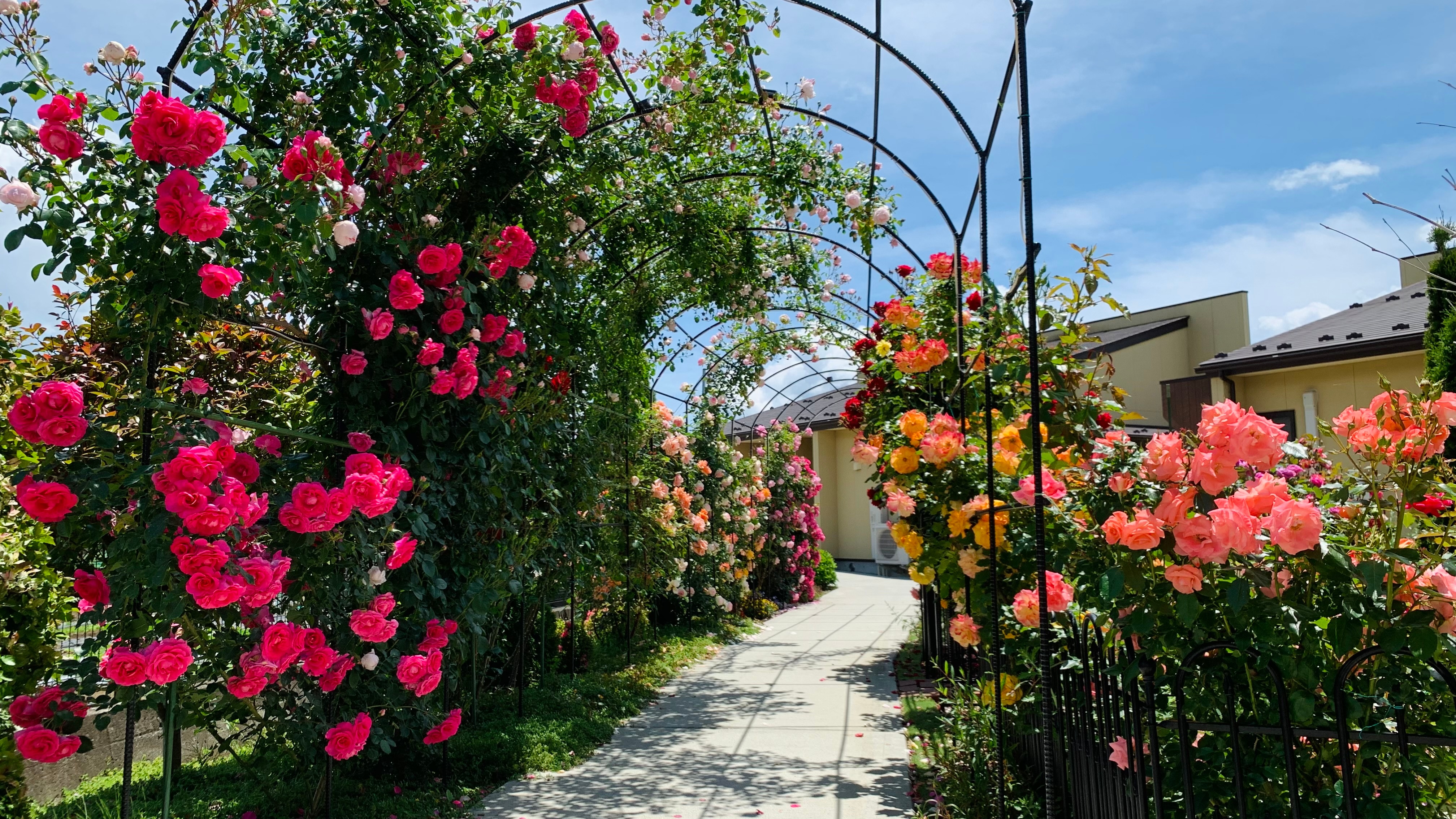 Pass through the rose arch to your room and the magnificent view of Mt. Fuji