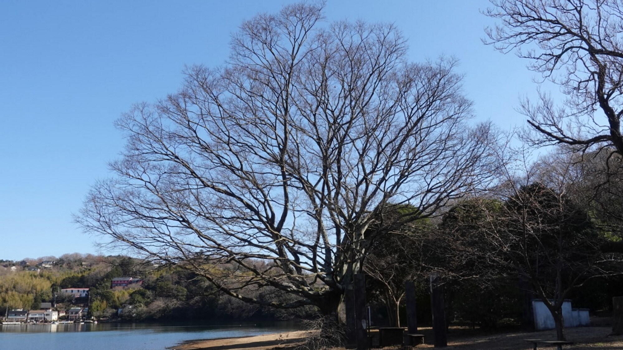 It's nice to relax by leaning against a large tree with its leaves gone.