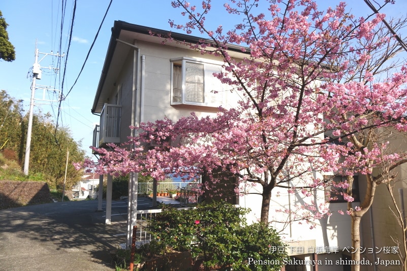 Sakuraya's exterior: Kawazu cherry blossoms beside the entrance