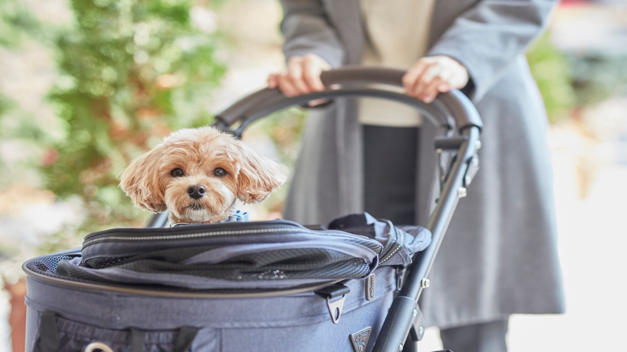 [Service] Rental buggy @ Free, first come first served, no reservation required