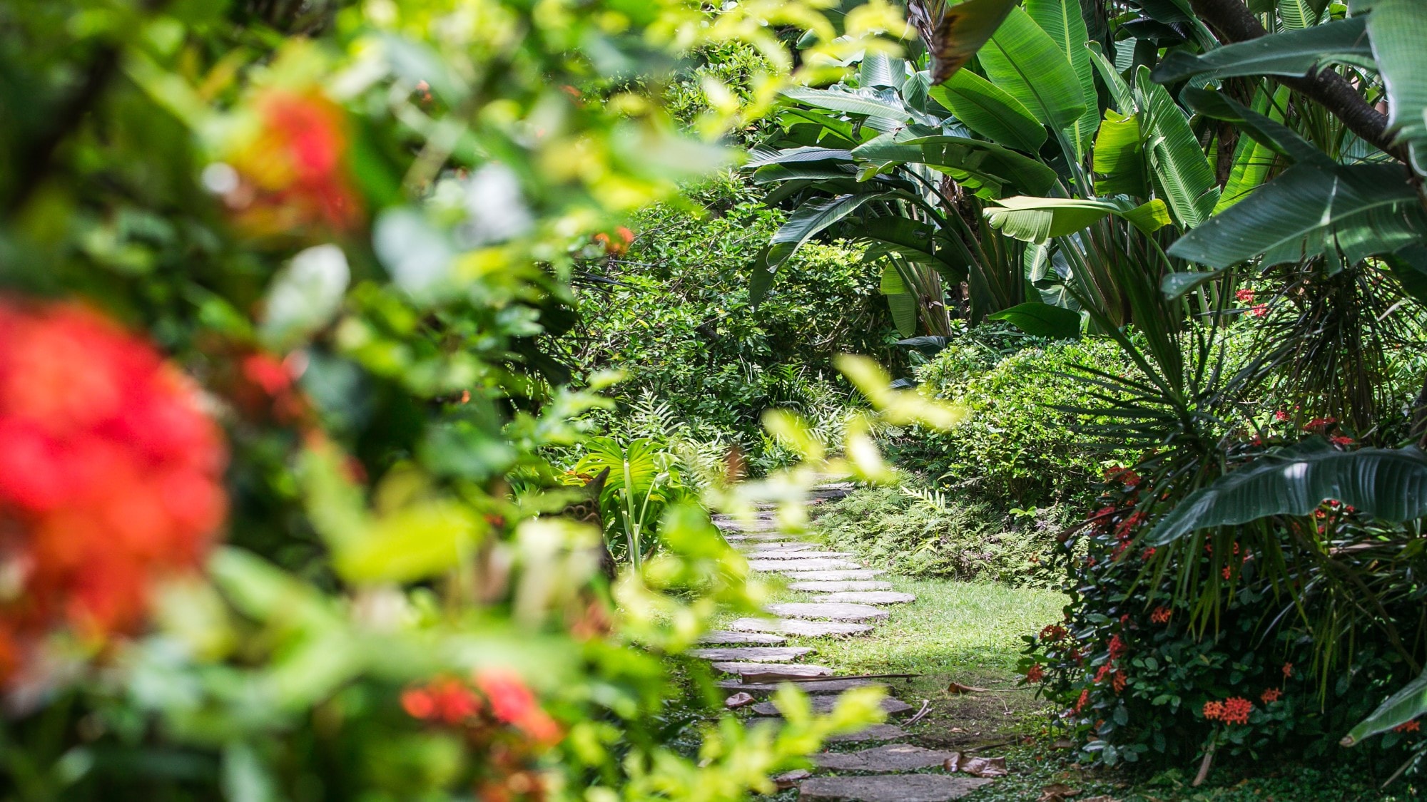 [Garden]