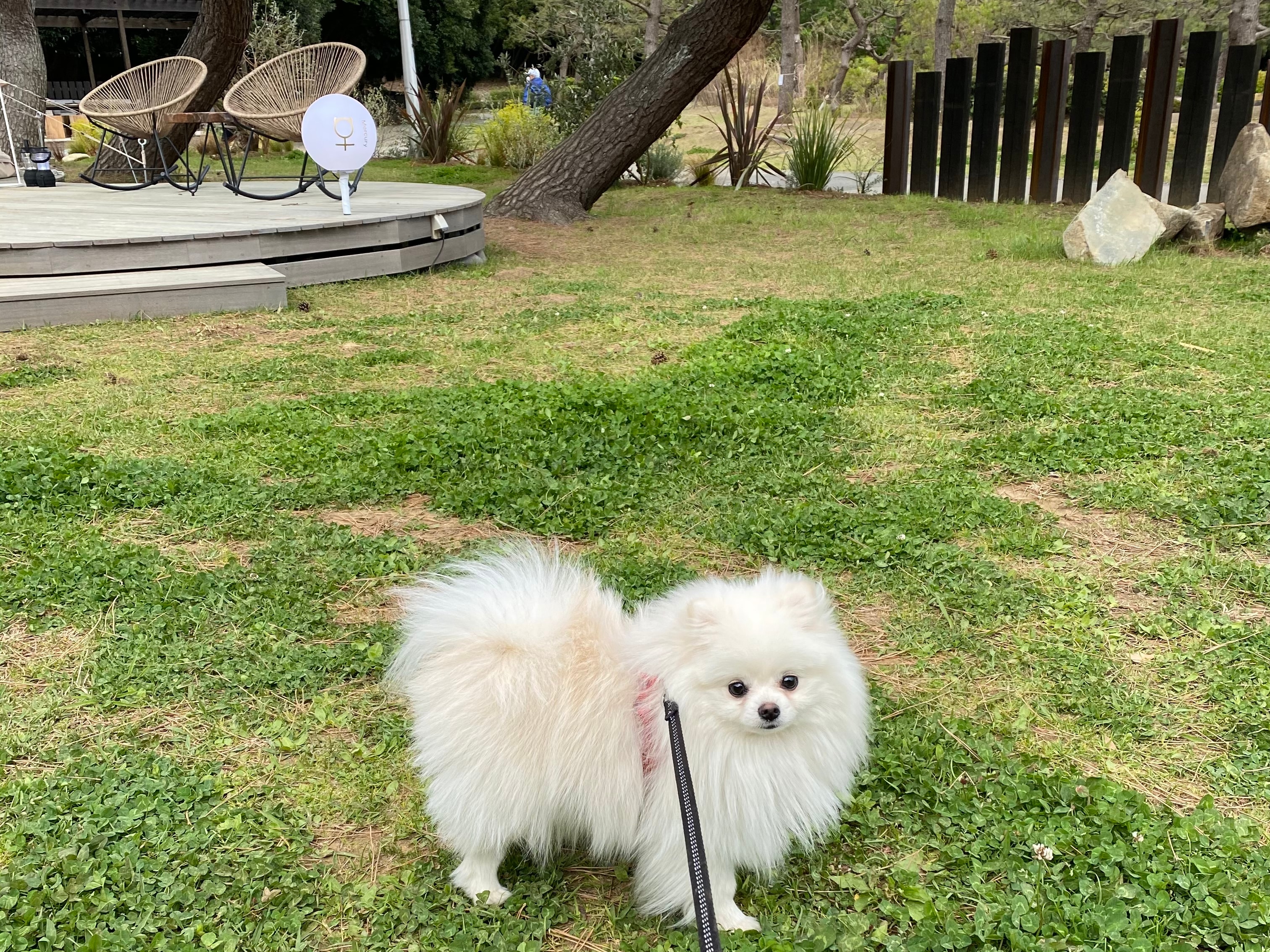 Dogs are allowed to stay!