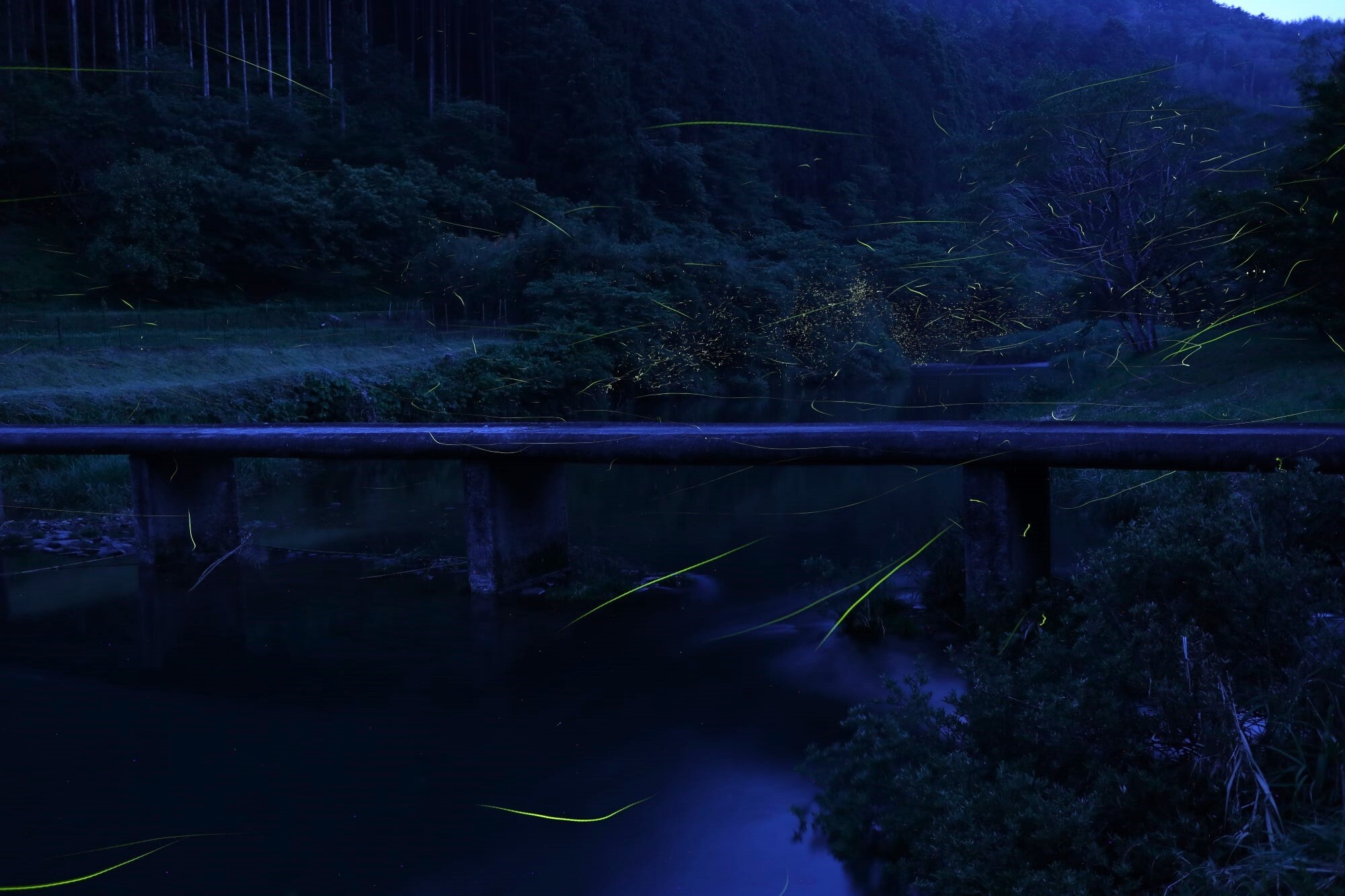 Firefly